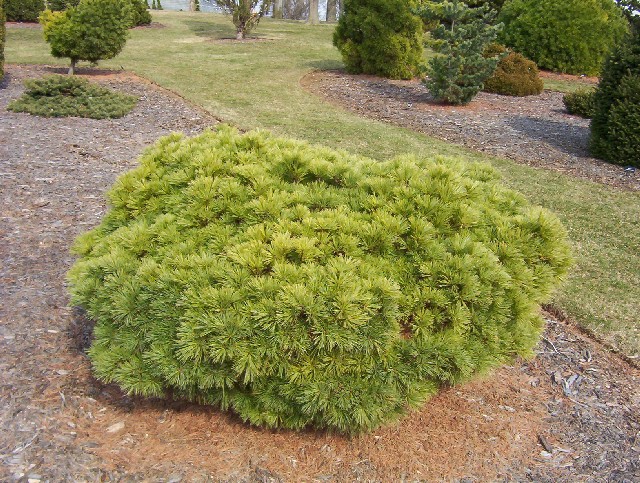 Pinus strobus 