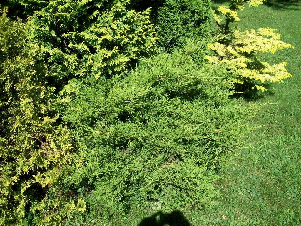 Juniperus × pfitzeriana 