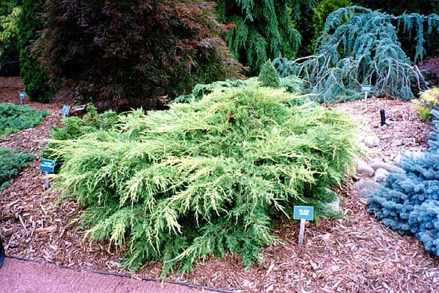 Juniperus × pfitzeriana 