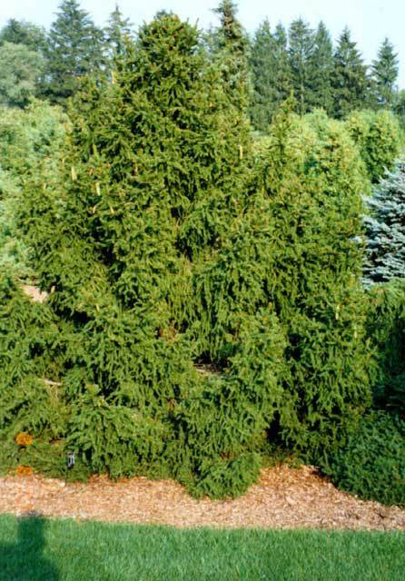 Picea abies 