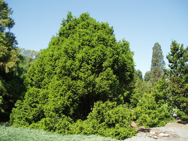 Picea abies 
