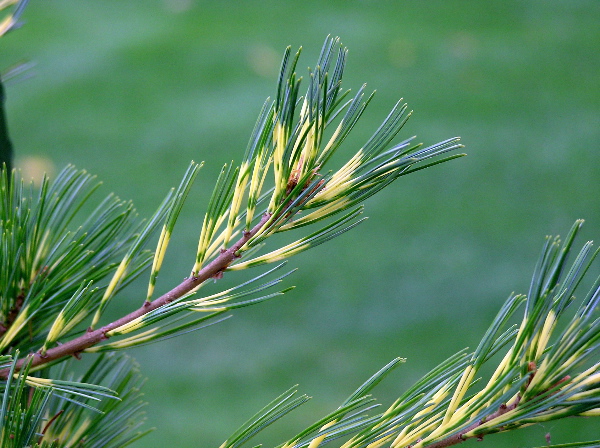 Pinus parviflora 