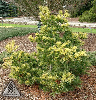 Pinus parviflora 