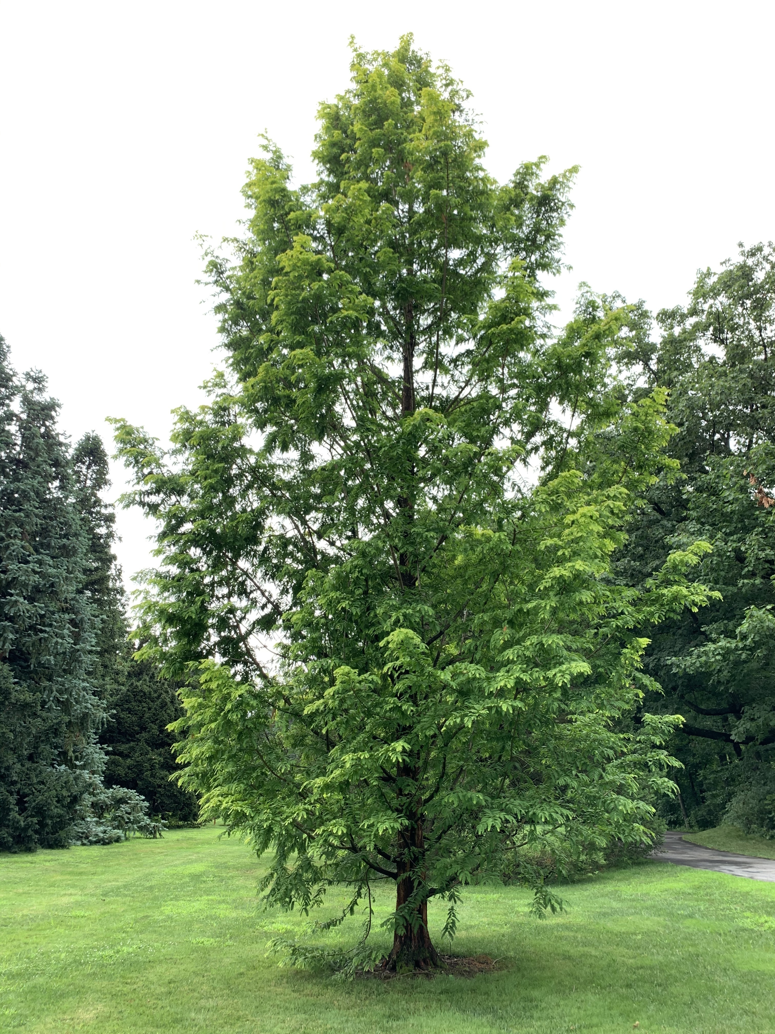 Metasequoia glyptostroboides 