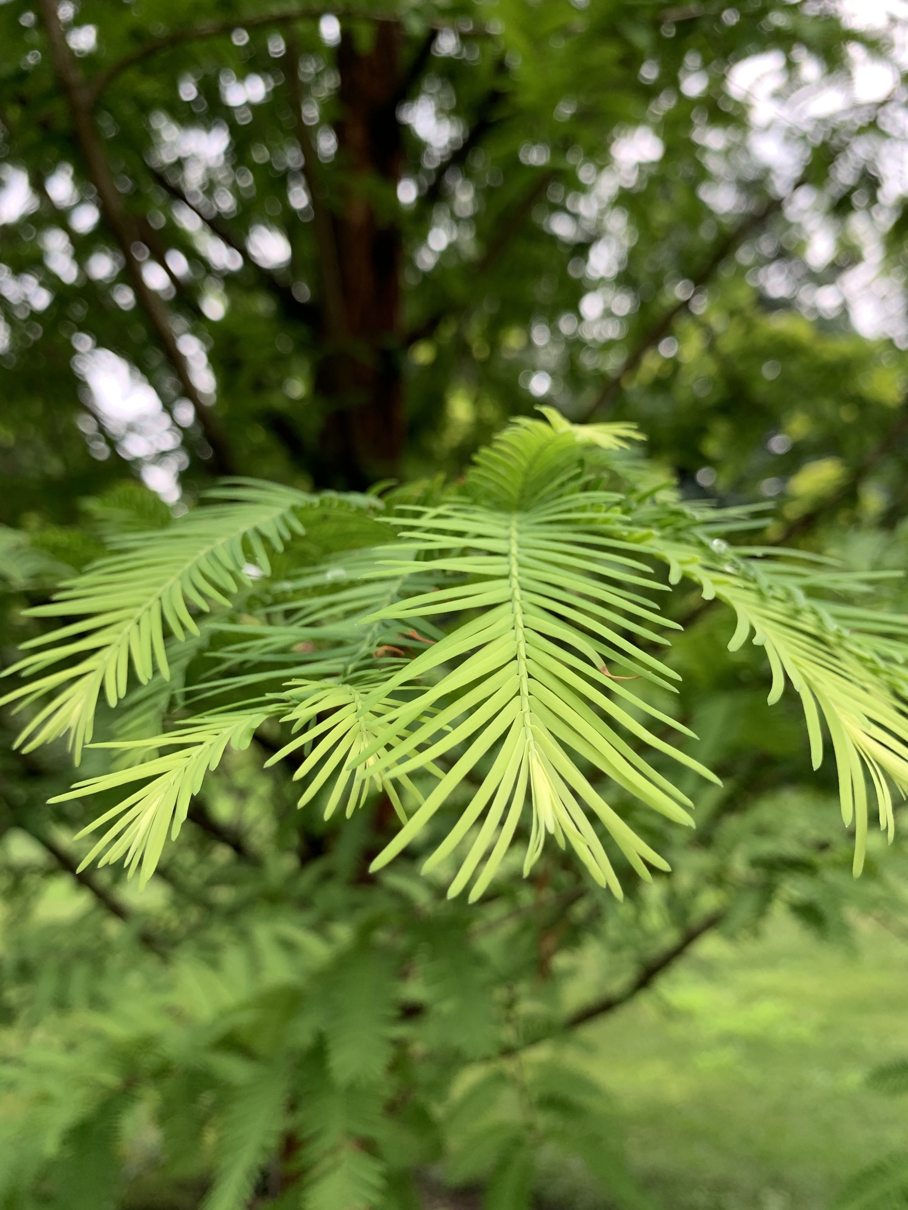 Metasequoia glyptostroboides 