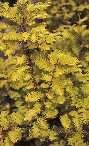 Metasequoia glyptostroboides 