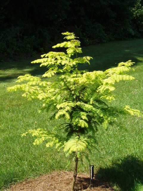Metasequoia glyptostroboides 