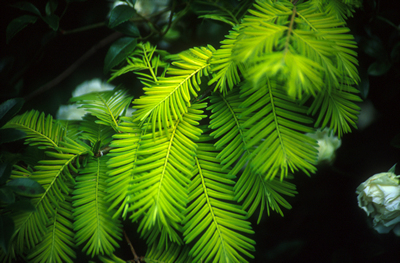 Metasequoia glyptostroboides 