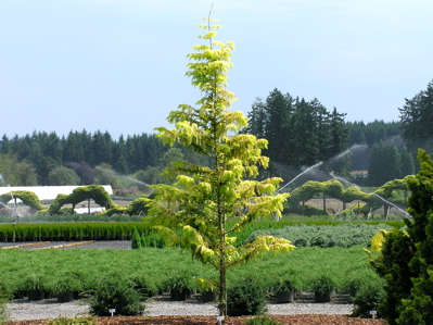 Metasequoia glyptostroboides 