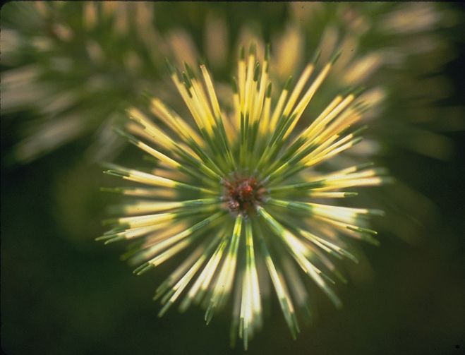 Pinus densiflora 