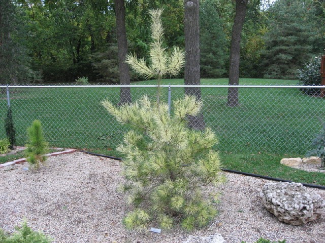 Pinus densiflora 