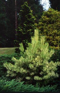 Pinus densiflora 