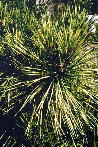 Pinus densiflora 