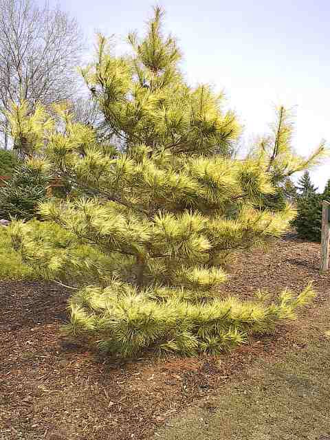 Pinus densiflora 