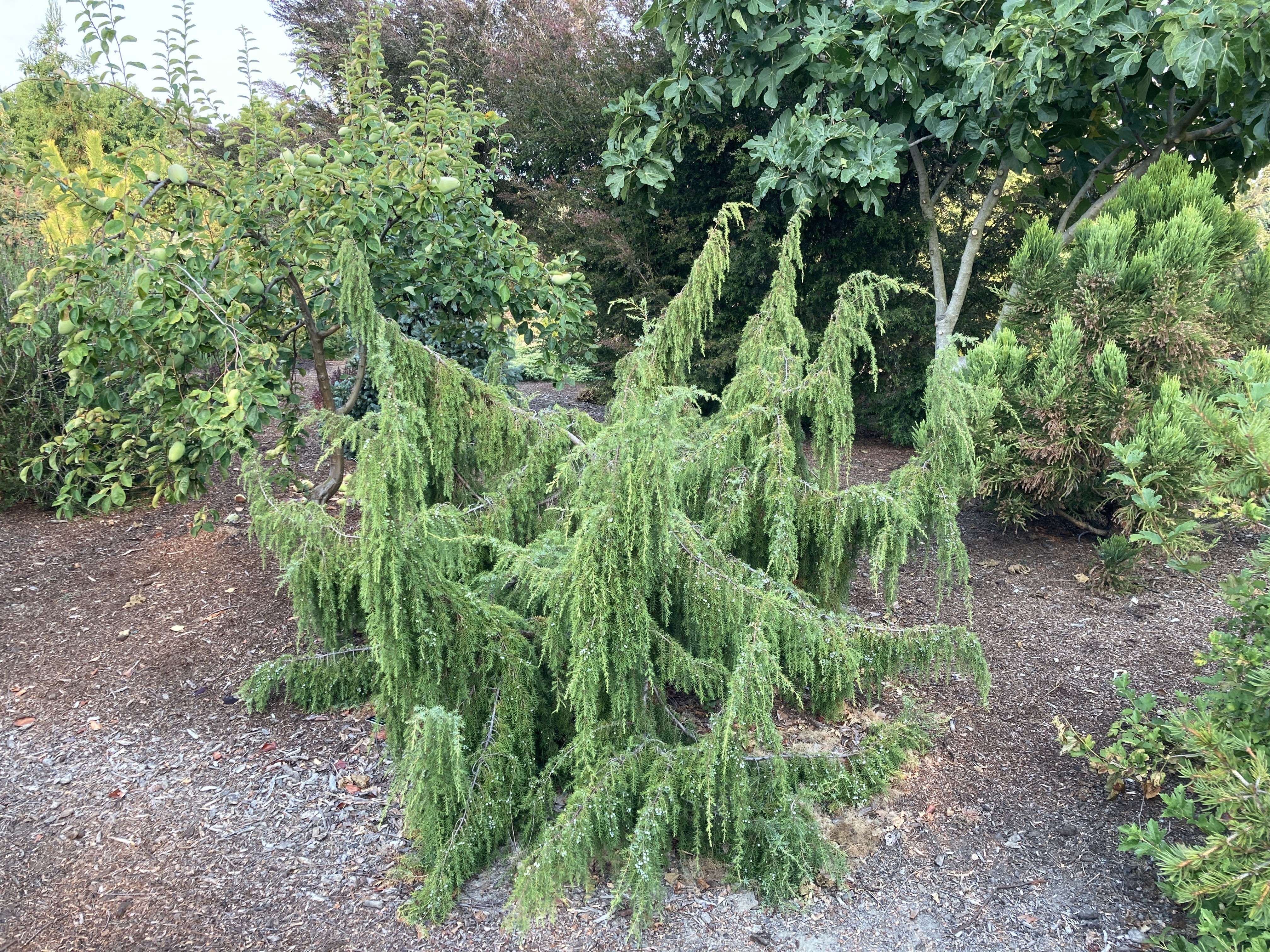 Juniperus communis 
