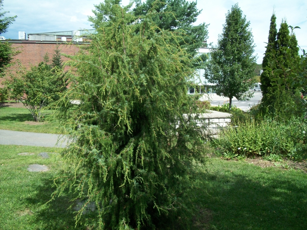Juniperus communis 