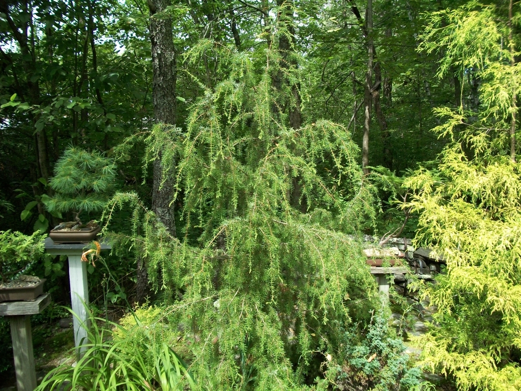 Juniperus communis 
