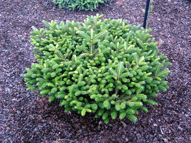 Abies koreana 