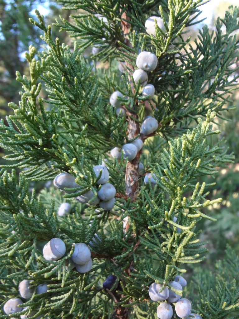 Juniperus chinensis 