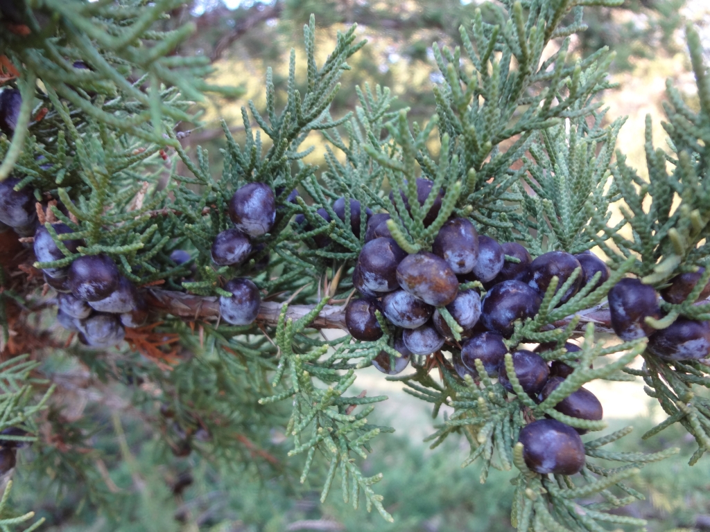 Juniperus chinensis 