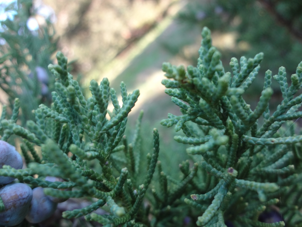 Juniperus chinensis 