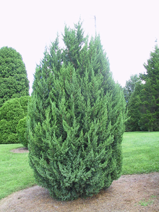 Juniperus chinensis 