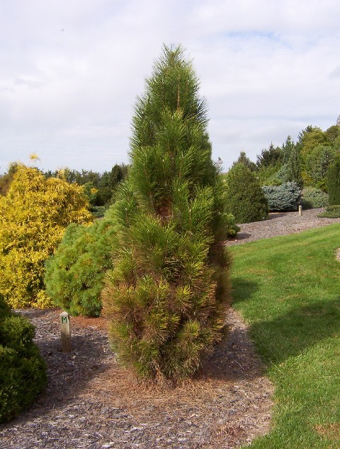 Pinus nigra 