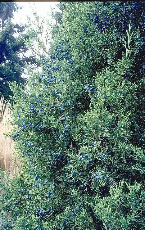 Juniperus virginiana 