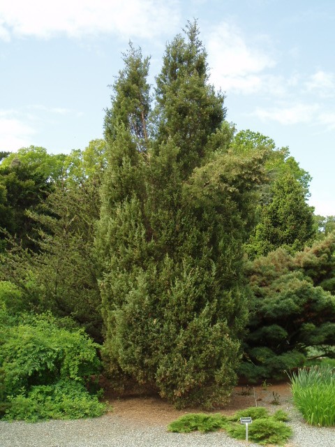 Juniperus virginiana 