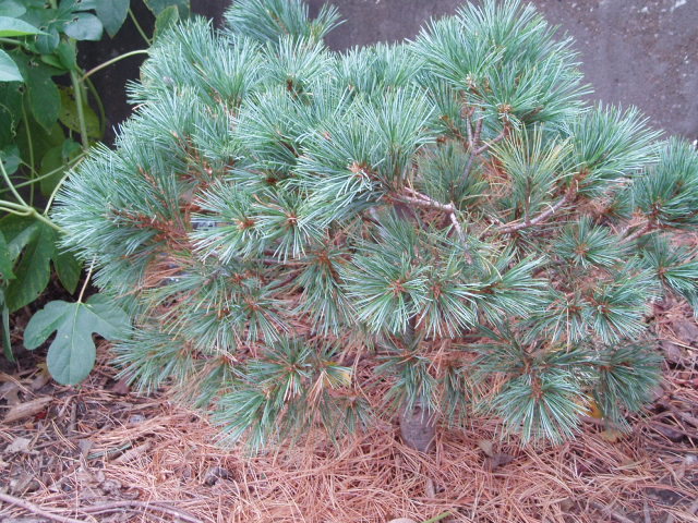 Pinus strobus 