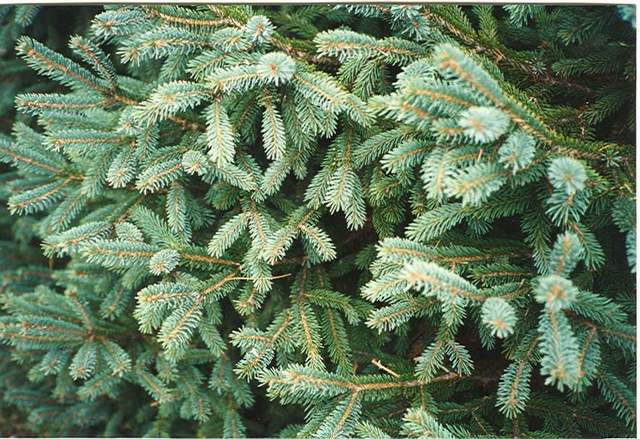 Picea engelmannii 