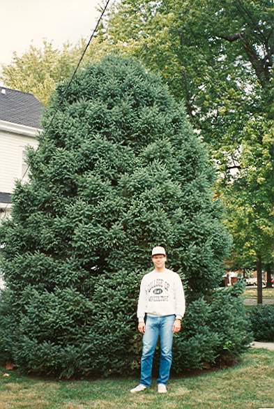 Picea engelmannii 