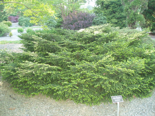 Picea orientalis 