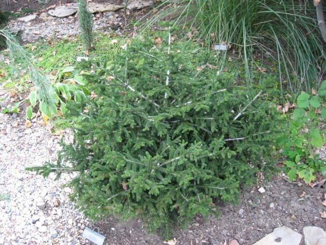 Picea orientalis 
