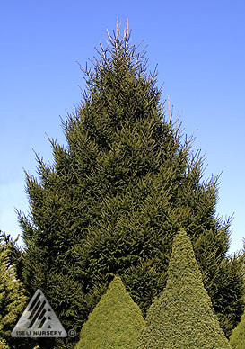 Picea orientalis 