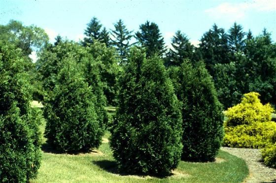 Thuja occidentalis 