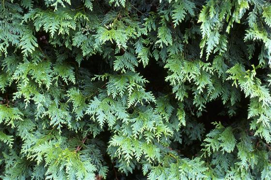 Thuja occidentalis 