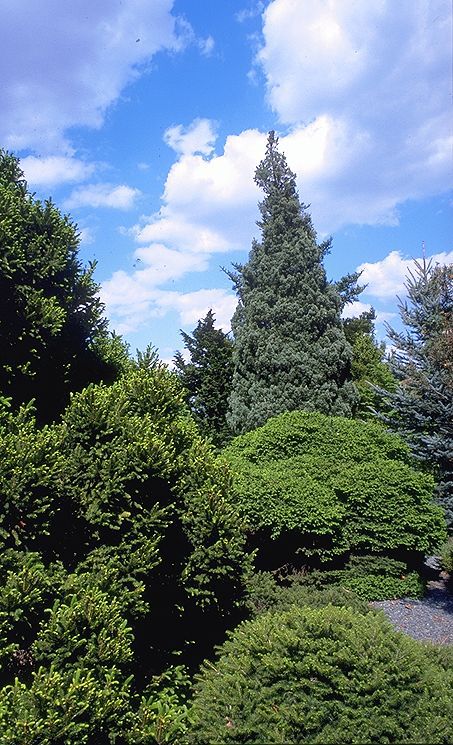 Picea abies 
