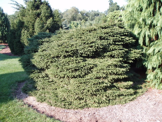 Picea abies 