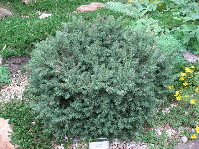 Picea abies 