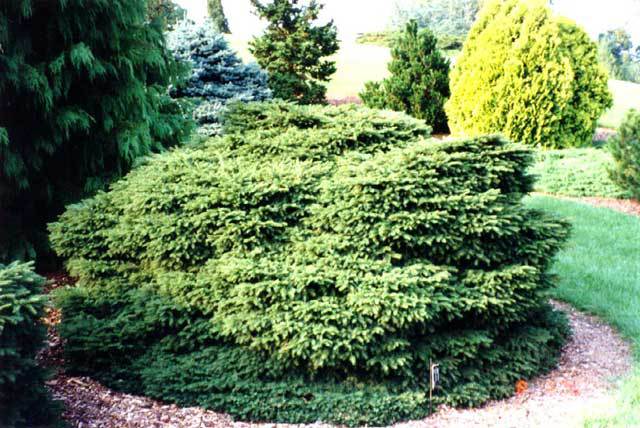 Picea abies 