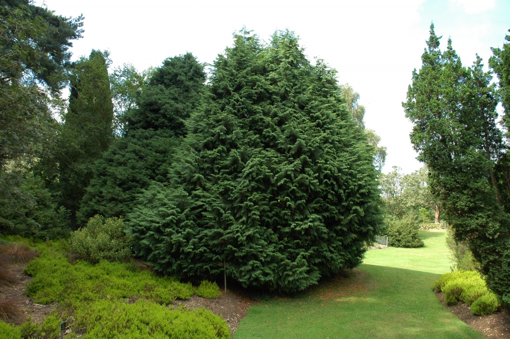 Cupressus nootkatensis 