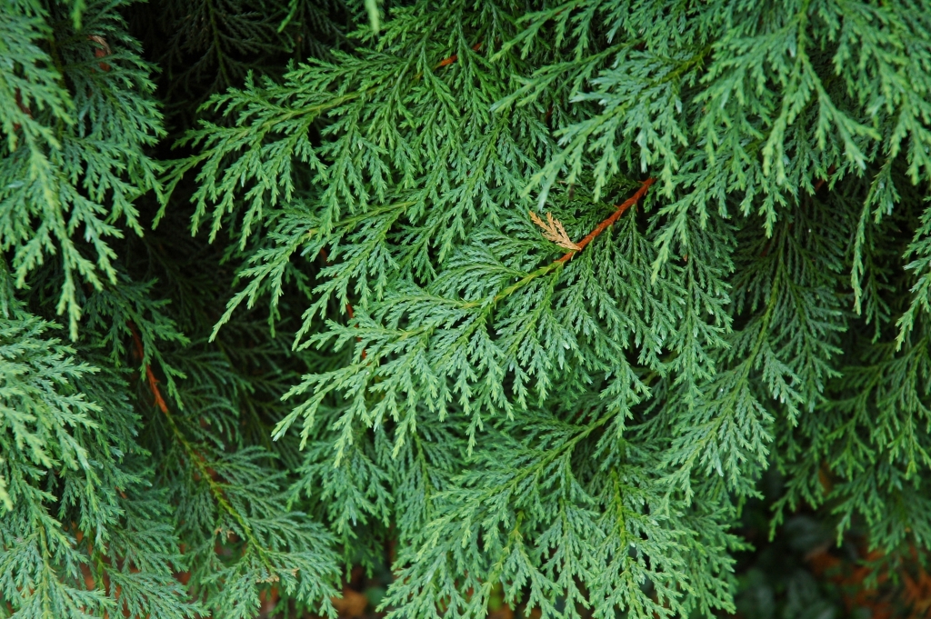 Cupressus nootkatensis 