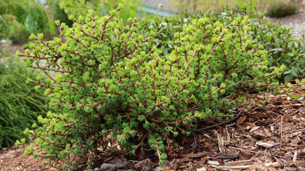 Larix laricina 