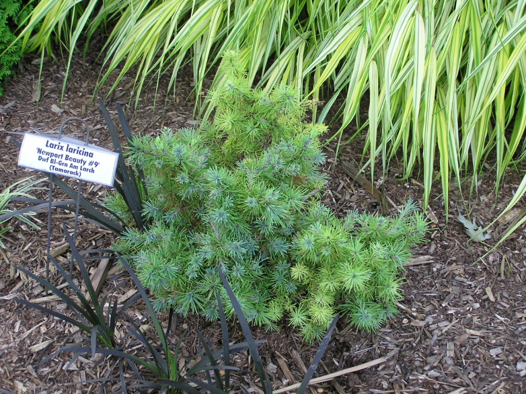 Larix laricina 