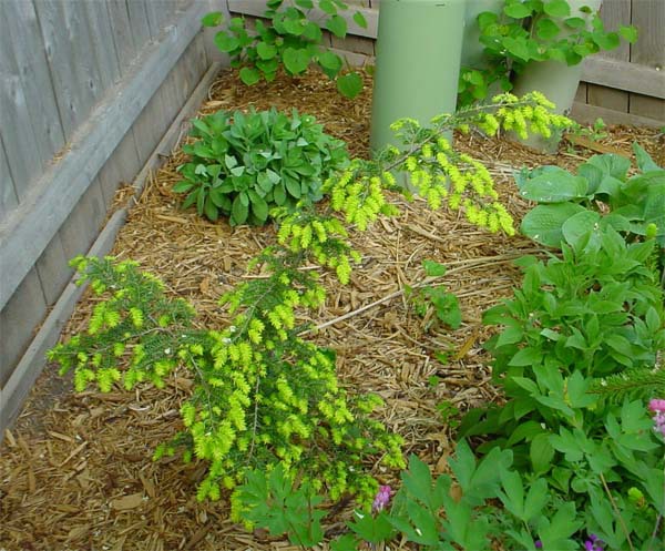 Tsuga canadensis 