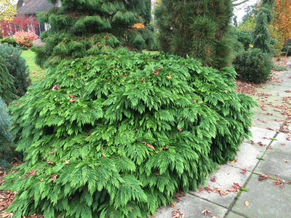 Chamaecyparis lawsoniana 