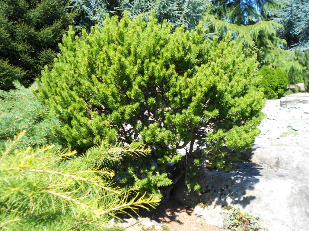 Pinus banksiana 