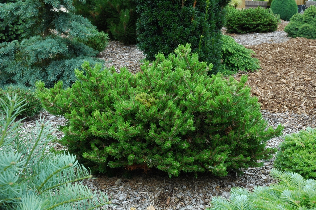 Pinus banksiana 