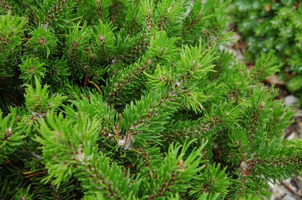 Pinus banksiana 
